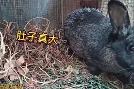 兔子叼草絮窝过去三天了，为什么还不下崽，这什么情况。