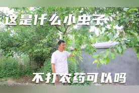 小院的果树几天没注意，叶子爬满了小虫子，这可如何是好视频封面