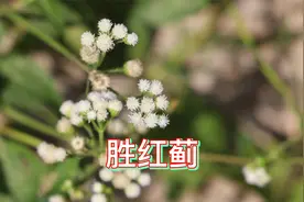 藿香蓟，胜红蓟