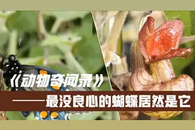 昆虫界最没有良心的蝴蝶是谁？这种蝴蝶美丽却有毒！视频封面