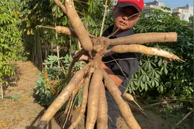 在广东廉江有种人称“淀粉之王”的木薯，一棵可产几十斤，认识吗视频封面