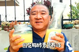 自制的液体有机肥怎样使用？瓜果皮发酵液制成两种园艺液肥视频封面