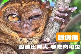 专吃肉的大眼萌猴，眼睛比脑子大，它凶起来连自己都害怕视频封面