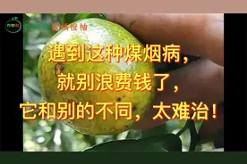 遇到这种煤烟病，就别浪费钱了，它和别的不同，太难治！