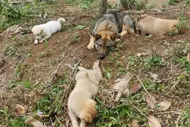 乡下土狗的快乐，一个土坑就能玩一天视频封面