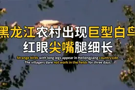 黑龙江山村出现巨型白鸟，红眼尖嘴腿巨长，村民为了它三天不耕地