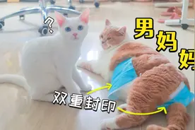 小奶猫5个月了，被发现还会喝奶，竟然是猫爸爸偷偷喂小猫？