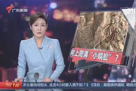 广州：绿化树爬满“小蜈蚣”？ 是“千足虫”！视频封面