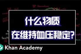 血管里的秘密，是什么在维持血压稳定？这么做的意义在哪里视频封面