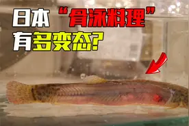 日本独创“骨泳料理”，鱼肉分离后，鱼骨却还能在水里游动?视频封面