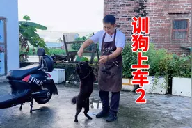 狗不会上电动车，别着急，看训犬师如何做的
