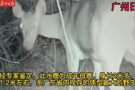 省内现存体型最大国家重点保护野生动物——水鹿现河源万绿湖畔视频封面