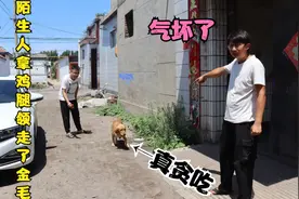 小亮朋友拿鸡腿诱惑金毛，没想到它跟着人家就走了，这傻狗真贪吃视频封面