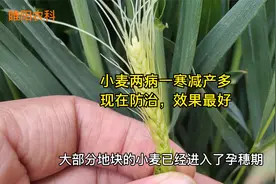 小麦抽穗扬花期，两病一寒减产最严重，现在防治效果最好视频封面