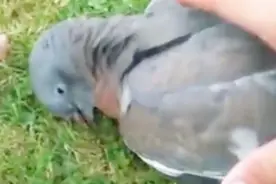 因“醉酒”走红的鸽子，每天醉生梦死，躺在路上任人拾视频封面