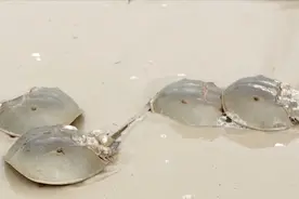 海洋里很奇特的生物，长得不符合常理，却能在残酷的海洋生存下来
