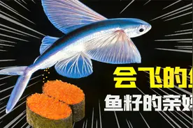 寿司店里的鱼籽寿司，竟然来自这种会飞的鱼？！视频封面