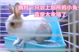怎样训练兔子上厕所？养好宠物兔新手必看3 #作业#视频封面