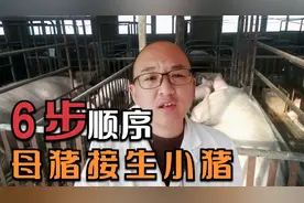 母猪终于该生了，6步给母猪接生小猪，正确操作顺序是怎么样的？