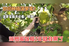 菠萝蜜嫁接2年后，虽然挂果了，但记得定树形，要修剪视频封面
