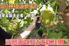 菠萝蜜嫁接2年后，虽然挂果了，但记得定树形，要修剪视频封面