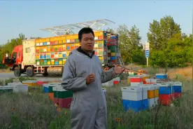 养蜂现代化一点，看看蜂农使用养蜂车，是如何转场搬运蜜蜂？视频封面