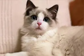 猫在夜里凄惨瘆人的叫无外乎这两个原因，公猫含蓄母猫却肆无忌惮