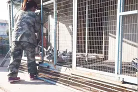 家飞的鸽子如何配制鸽粮，与种鸽不同，豆子不可以多喂