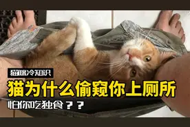 猫偷看主人上厕所的3个原因，你家猫是哪一种？