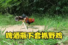 啤酒瓶制作简单工具，大山里下套逮住30斤的大公鸡视频封面