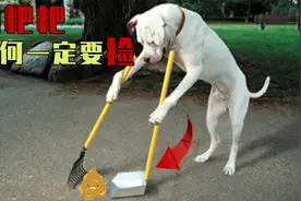 狗粑粑为何一定要捡？原来不捡的后果如此严重！视频封面