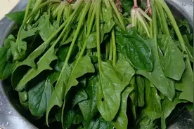 菠菜这样保存，放一年不变色不变味，随吃随取真方便