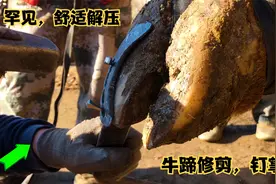 上山拉车老牛，主人防止牛蹄磨损找师傅给它“穿铁鞋”过程舒爽视频封面