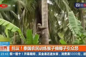 抗议！长期被囚禁虐待 扒掉牙齿…泰国农民训练猴子摘椰子引众怒视频封面