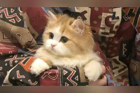 “永远喜欢笨蛋小猫欸！”视频封面
