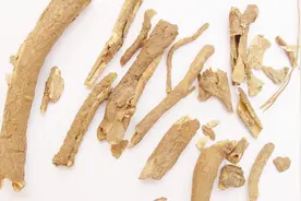 中医讲堂 | 五加皮有，祛风湿、补肝肾、强筋骨之功效