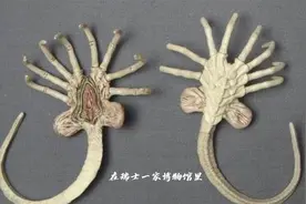 你相信“抱脸虫”的存在吗？视频封面