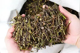 中药材 | 钩藤，有清热平肝，熄风定惊的作用，还有降低血之功效视频封面