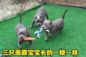 三只小恶霸狗崽长的一模一样，连主人都很难分辨，你能分辨出来吗视频封面