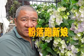 勤花藤本绣球：粉色落跑新娘，沦为“平民”的优良绣球品种