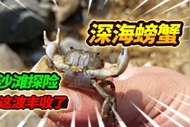 大潮退后海边礁石探险，沙滩遍地石头藏螃蟹，一口气猛抓100只视频封面