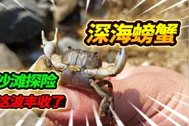 大潮退后海边礁石探险，沙滩遍地石头藏螃蟹，一口气猛抓100只视频封面