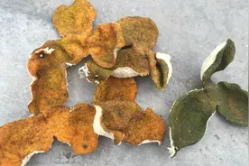 晒陈皮，好多人没做对，原来诀窍在这里，学会抓紧提示家人，看看视频封面