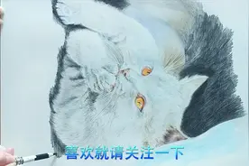 彩铅写实手绘  一只放飞自我的小猫咪  被撩到了有没有视频封面