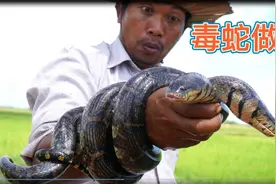 这样捉来一条剧毒蛇砍了就吃，不怕死还吃得津津有味，1天吃5条！视频封面
