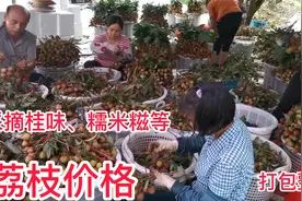 荔枝遭遇雨水天气，容易裂果和发生淤青病，这几天价格怎么样呢