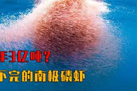 如果50亿吨南极磷虾，被人类吃完会怎样？还能做“海上金矿”吗？视频封面