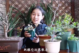 这7种花不怕冷，大冬天照样开花，北方室外都冻不死！视频封面