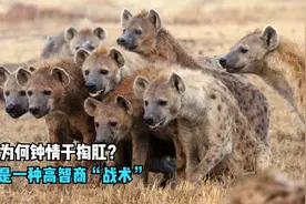 鬣狗为啥那么残忍喜欢掏肛？人在野外遇见，蹲下捡石打它管用吗？视频封面