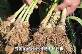农技干货|大蒜根腐病如何防治？视频封面